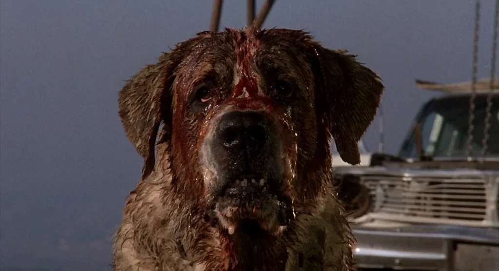 The Saint Bernard Cujo, his face matted with blood and mud, staring toward the camera in the 1983 film.